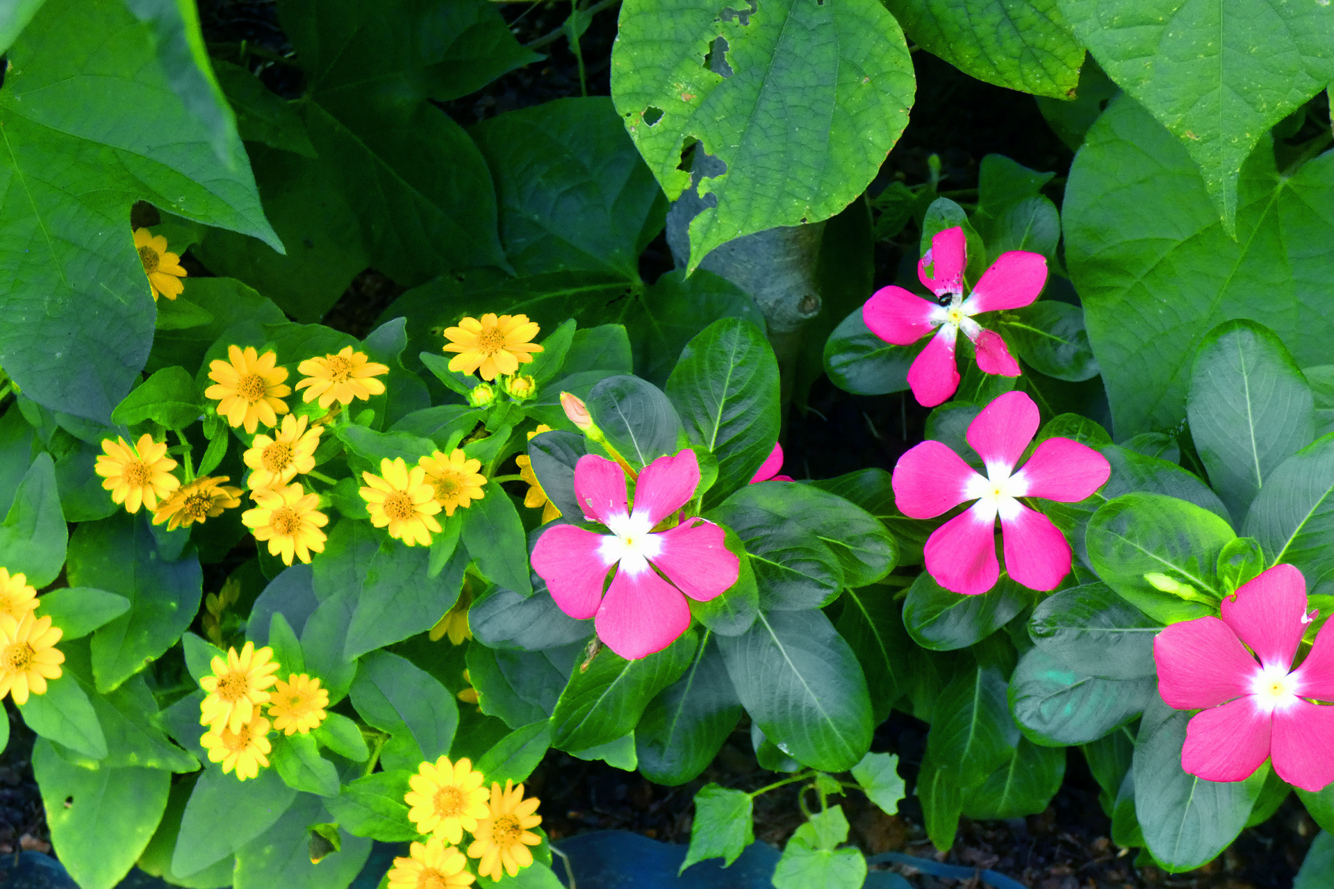 花 植物 夏に咲く花 壁紙19x1280 壁紙館
