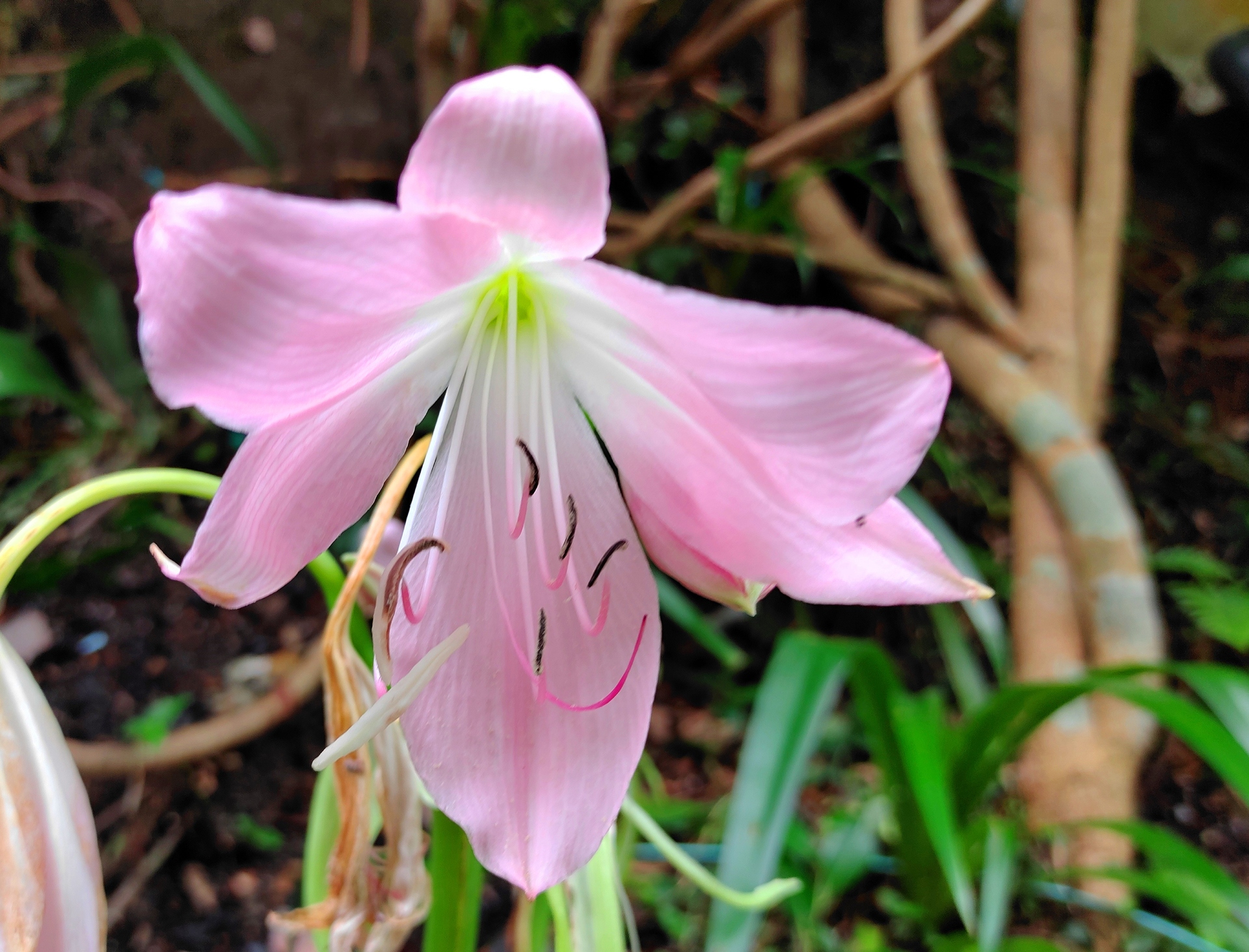 花 植物 夏の花 壁紙19x1463 壁紙館