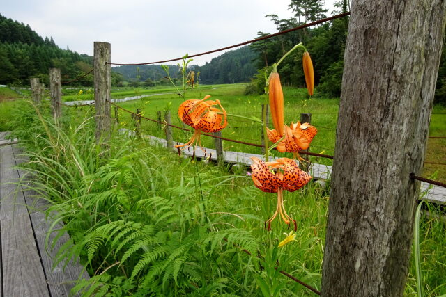 湿原に咲いている花