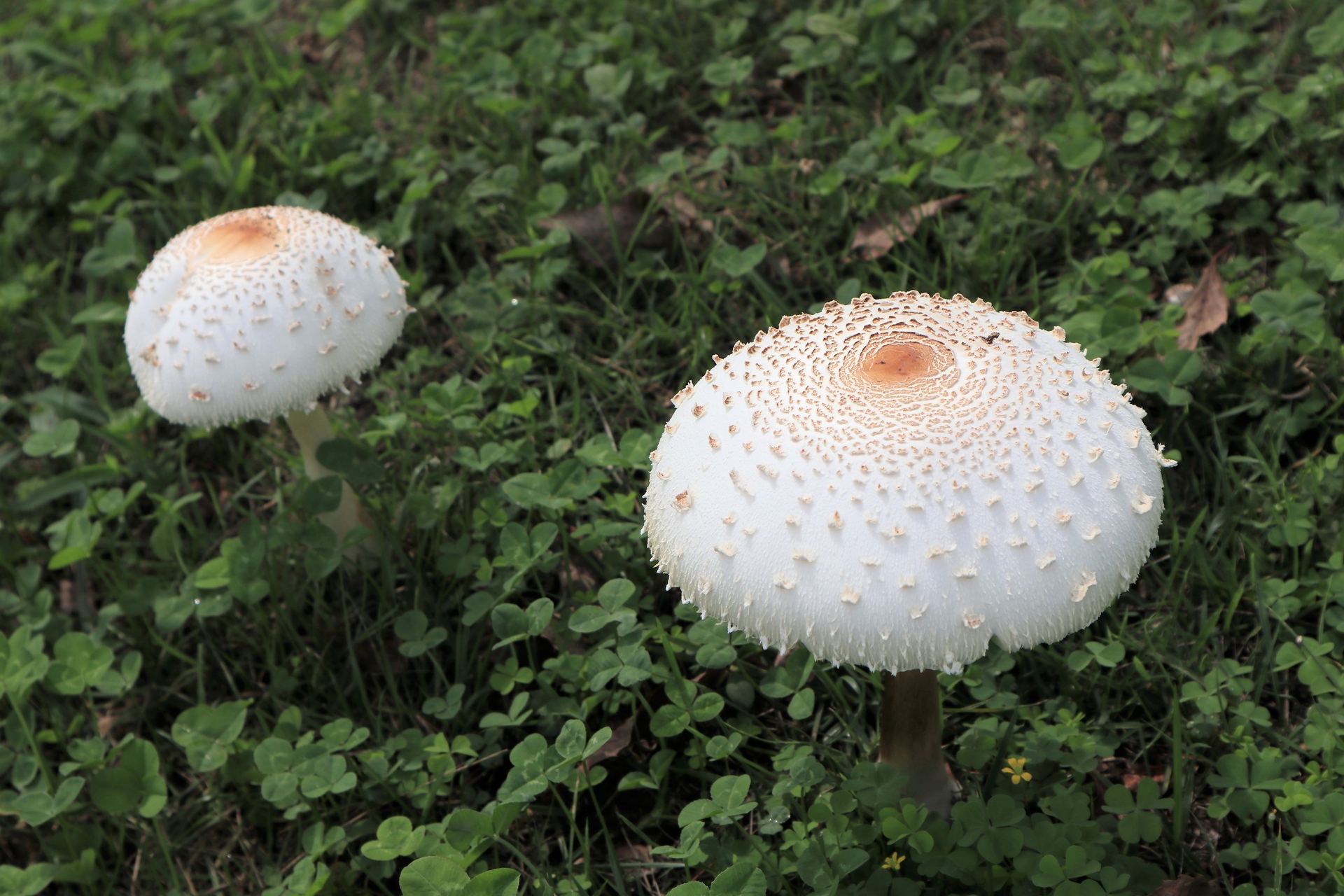 花 植物 綺麗なキノコ 壁紙19x1280 壁紙館