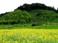ひまわり畑と里山の風景