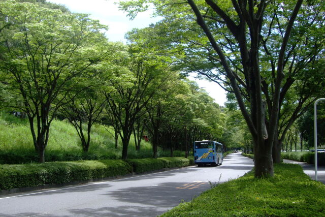 木陰の散歩道