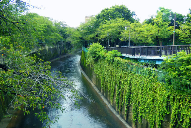 晩夏の石神井川・2