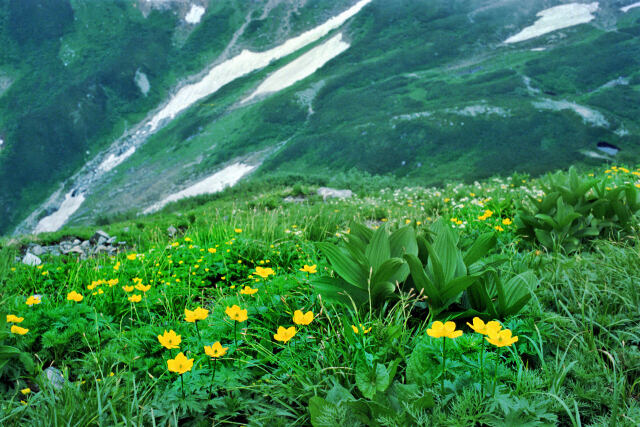 剣沢のお花畑～1979年