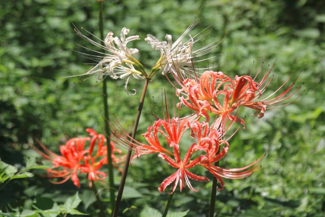 咲き始めた彼岸花