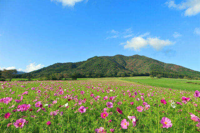 高原 秋 コスモス