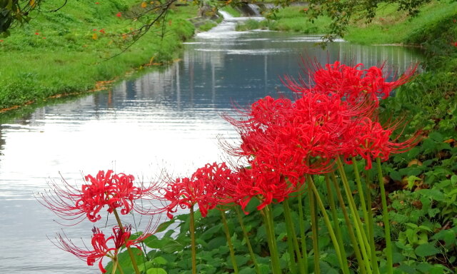 川辺の彼岸花