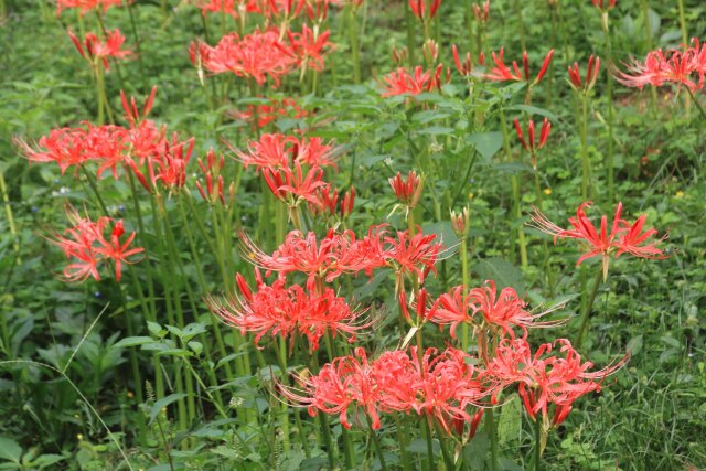 秋の花彼岸花-1