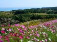 コスモス咲く丘の風景