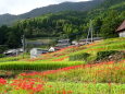 彼岸花咲く山村棚田