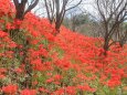 全開の彼岸花