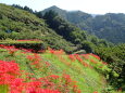 斜面に咲く彼岸花