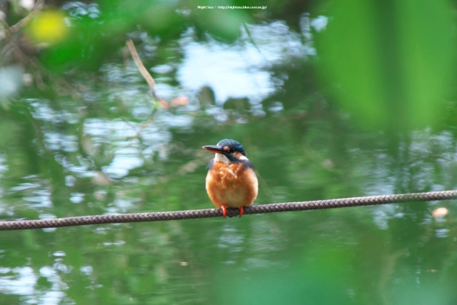 カワセミ