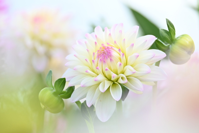 馬見丘陵のダリア