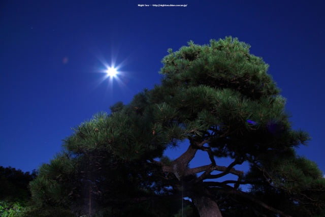 松の木と満月