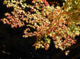 秋の陽 楓