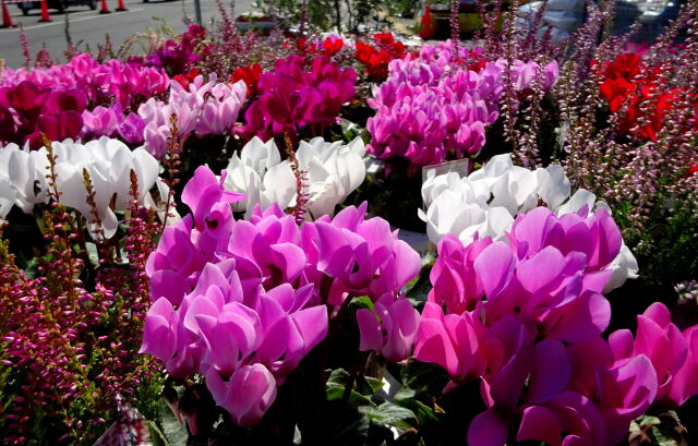 優しく咲いているシクラメン