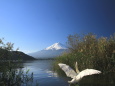 富士山に白鳥