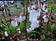 白い綿花 収穫乾燥中
