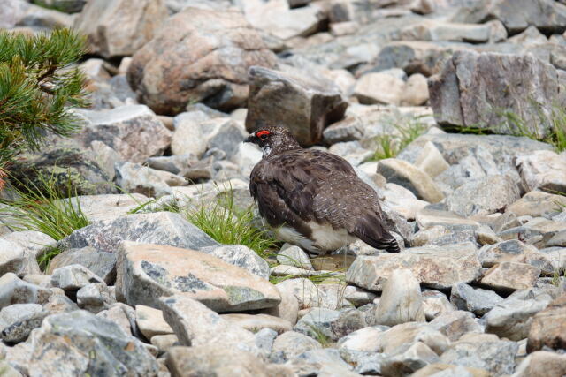 蝶ヶ岳の雄雷鳥3