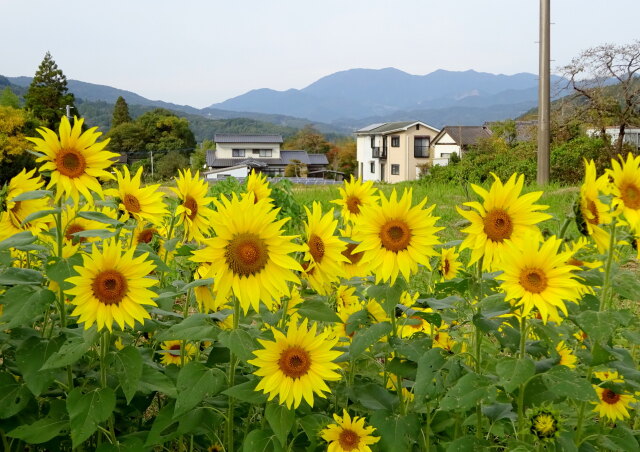 11月のひまわり