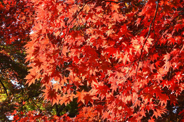 モミジ 色付く 7