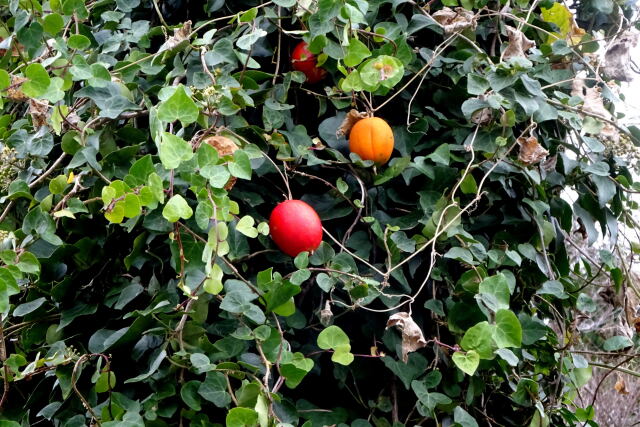 色付いたカラスウリ