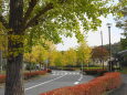 秋色の並木道②