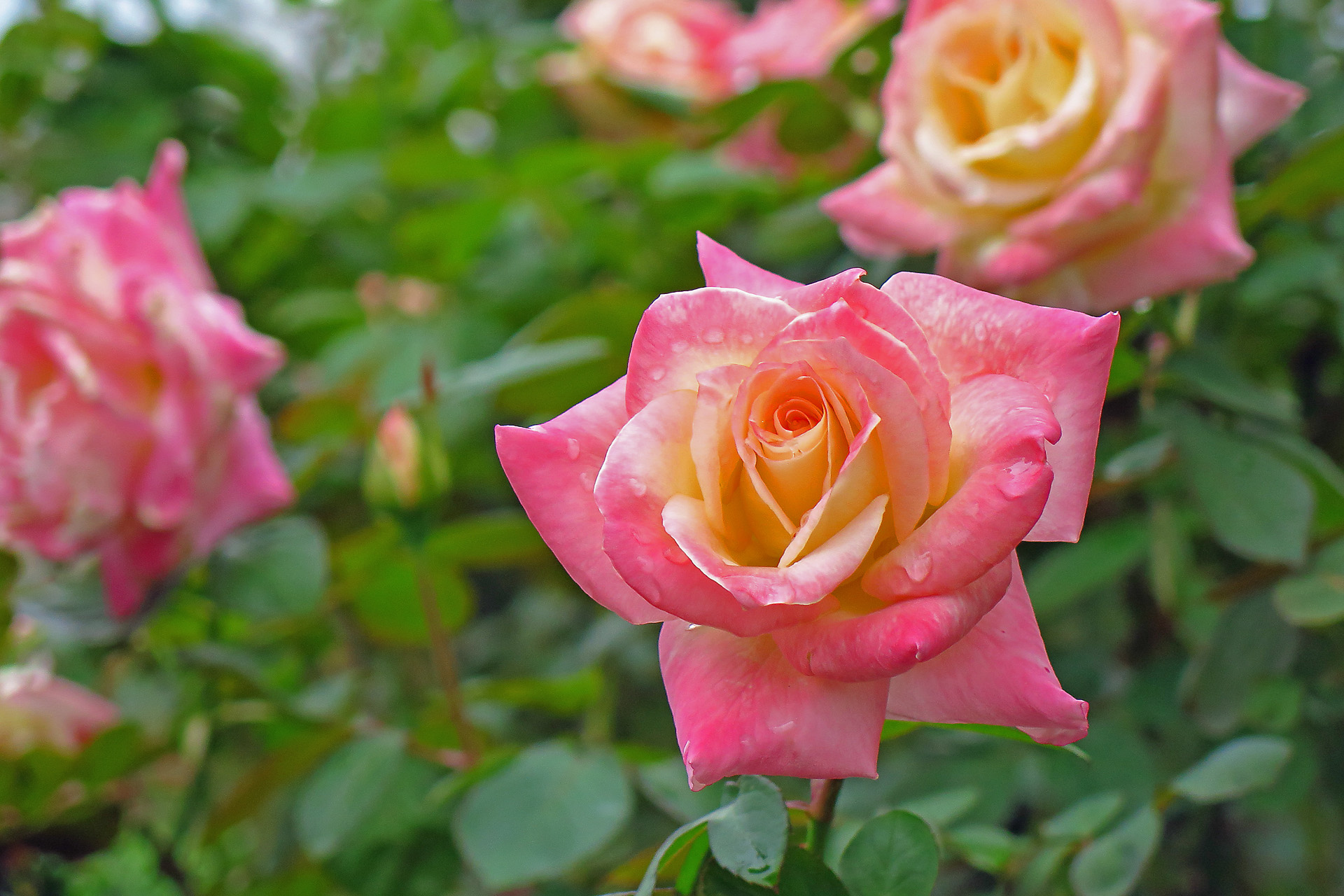 花 植物 エレガンレディ 壁紙19x1280 壁紙館