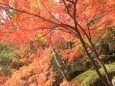 大窪寺の紅葉