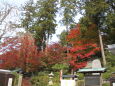 白峰寺の紅葉