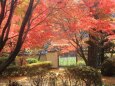 法泉寺の紅葉