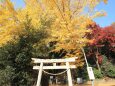 神社の銀杏