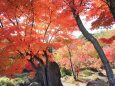 まんのう公園の紅葉谷