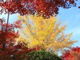 イチョウと紅葉