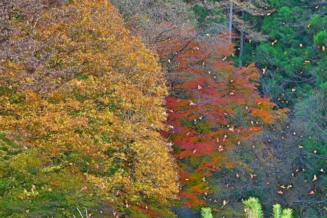 落ち葉舞う秘境駅