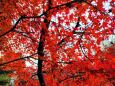 東紀州12月の紅葉