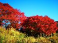 東紀州12月の紅葉