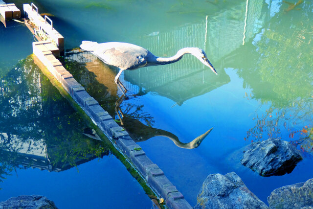 魚を狙うアオサギ