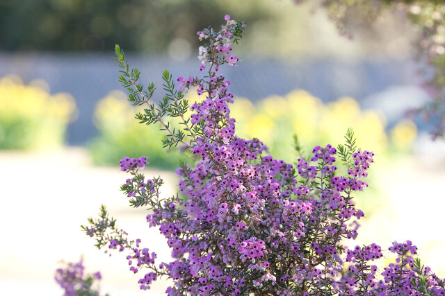 ジャノメエリカ