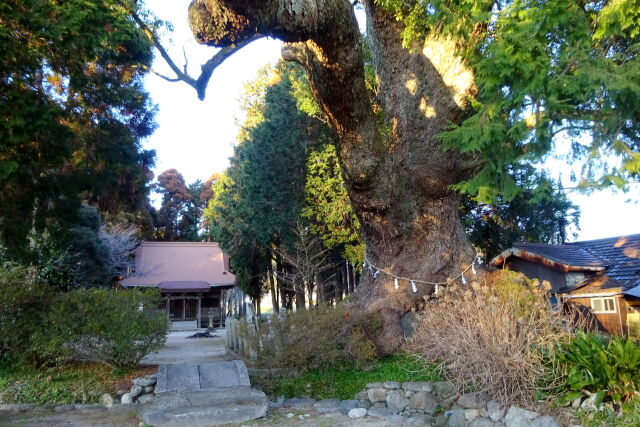 樹齢千年小さな神社の巨大楠