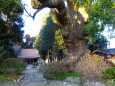 樹齢千年小さな神社の巨大楠
