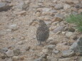 八方尾根のチビ雷鳥