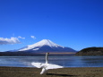 富士山に羽ばたく白鳥