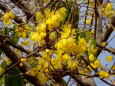 蝋梅の花 寒さの中の春めき