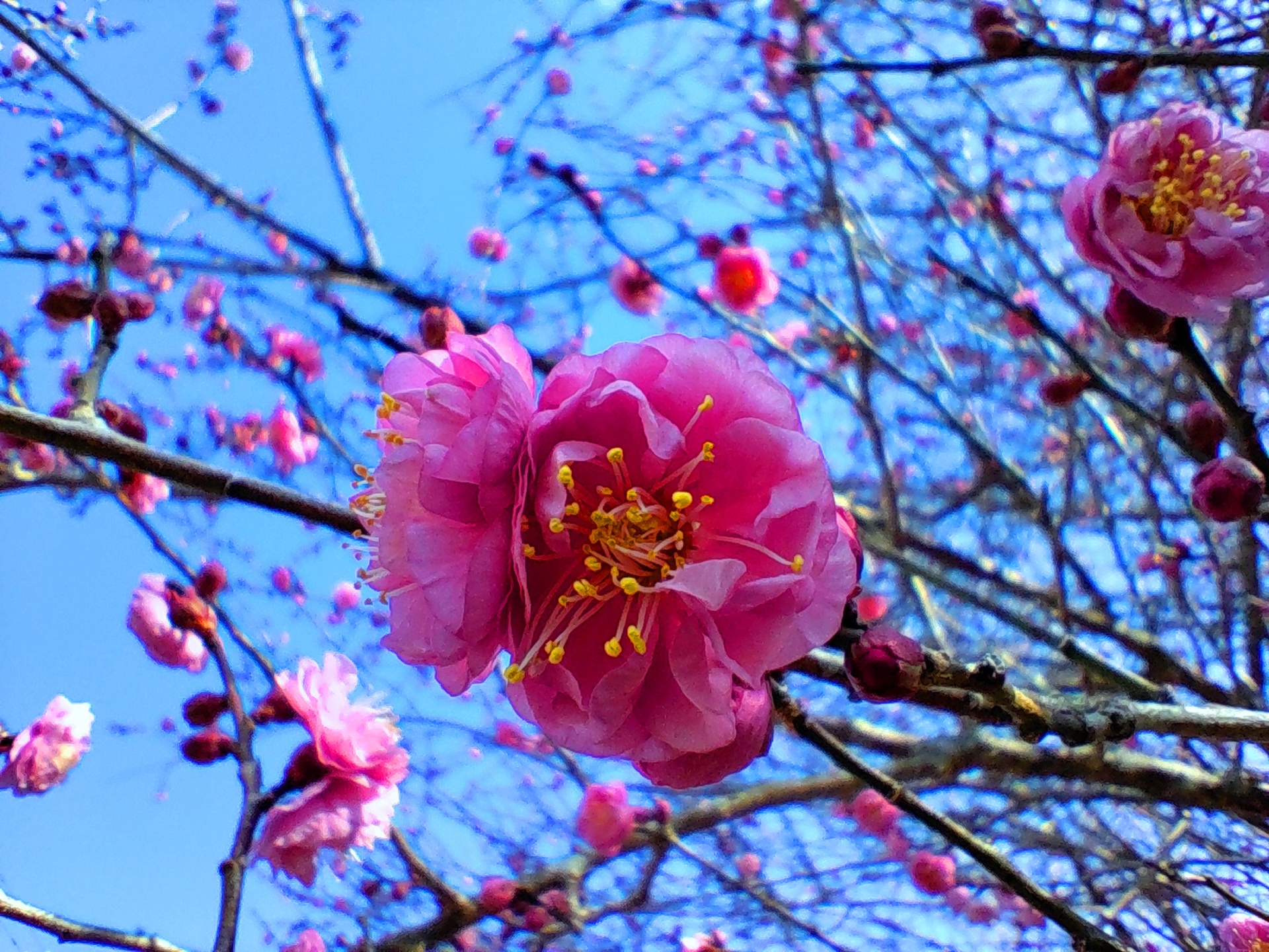 花 植物 冬の花 壁紙19x1440 壁紙館