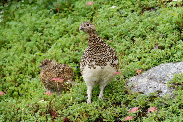 八方尾根の親子