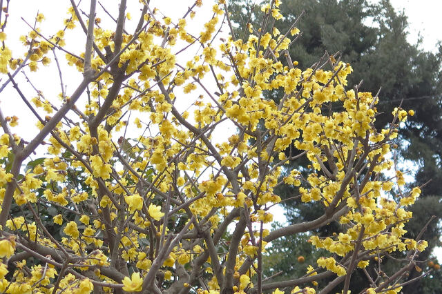 満開のロウバイ