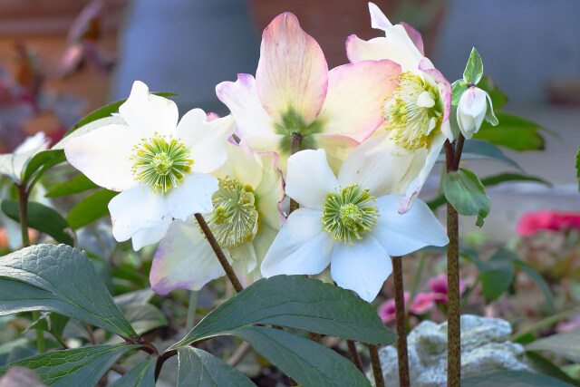 クリスマスローズ