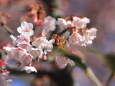 福成寺の讃岐寒桜